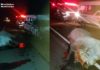 Van com 9 passageiros bate violentamente em animal na GO-060…