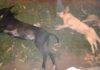 Polícia Civil investiga caso de cães encontrados mortos em Sanclerlândia….