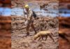 Número de mortes em Brumadinho sobe para 165 neste domingo…