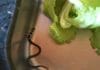 São Luís: Dona de casa encontra cobra em pé de alface…