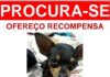 Desapareceu: Cadela pinscher, quem encontrou ou encontrar entrar em contato…