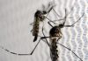 Aedes aegypti: aumenta preocupação com doenças ligadas ao verão