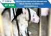 Aurilândia: Polícia Militar detém homem por maus tratos a animal…