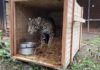 Onça criada como animal de estimação no Amazonas é levada para Instituto em Goiás