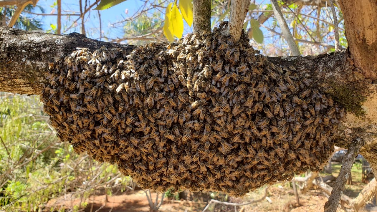 Ataque de abelhas mata dois cavalos e um cachorro CompreRural