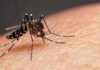 Com 181,2 mil e 3,8 mil casos confirmados, dengue e chikungunya batem recorde em Goiás