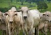 Abates de bovinos crescem no 3º trimestre e Goiás sobe de posição no ranking nacional