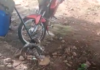 São Luís: Cobra é capturada após se enrolar em moto