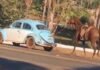 Homem é preso após arrastar cavalo preso a fusca em Piracanjuba
