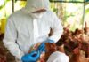 Gripe aviária põe Brasil em estado de emergência