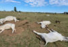 Frio mata mais de mil bovinos em Mato Grosso do Sul