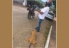 Homem denunciado pelo MPGO por maus-tratos a cadela em Minaçu é condenado pela justiça a dois anos de reclusão