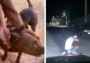 Formosa: Homem é preso após ser filmando agredindo pitbull; vídeo
