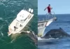 Barco atropela baleia com filhote e dono leva multa de R$ 12 mil