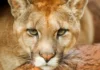 Menina de 8 anos é atacada por onça-parda durante aniversário em Alto Paraíso de Goiás