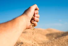 Empresários do agro são alvo do MP por sonegação de R$ 90 milhões em Goiás