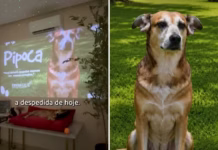 Despedida de pet em funerária emociona em Goiás: ‘Não tem como não chorar’