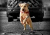 “Tratado como herói”: Morre em Goiás cão bombeiro que ajudou a encontrar vítima soterrada no RS
