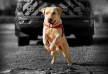 “Tratado como herói”: Morre em Goiás cão bombeiro que ajudou a encontrar vítima soterrada no RS